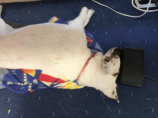 Foot pedals are magnetic to pooches don't you know